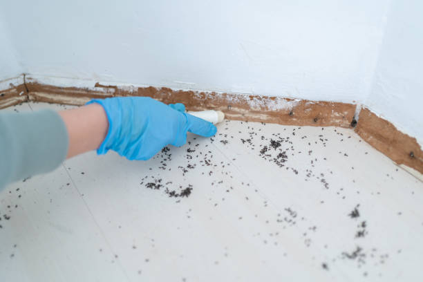 Best Insect Control  in Midway, UT